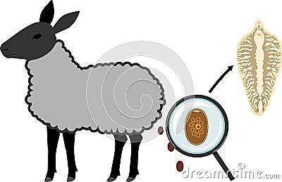 Sheep â€“ main host of Sheep liver fluke Fasciola hepatica Vector Illustration